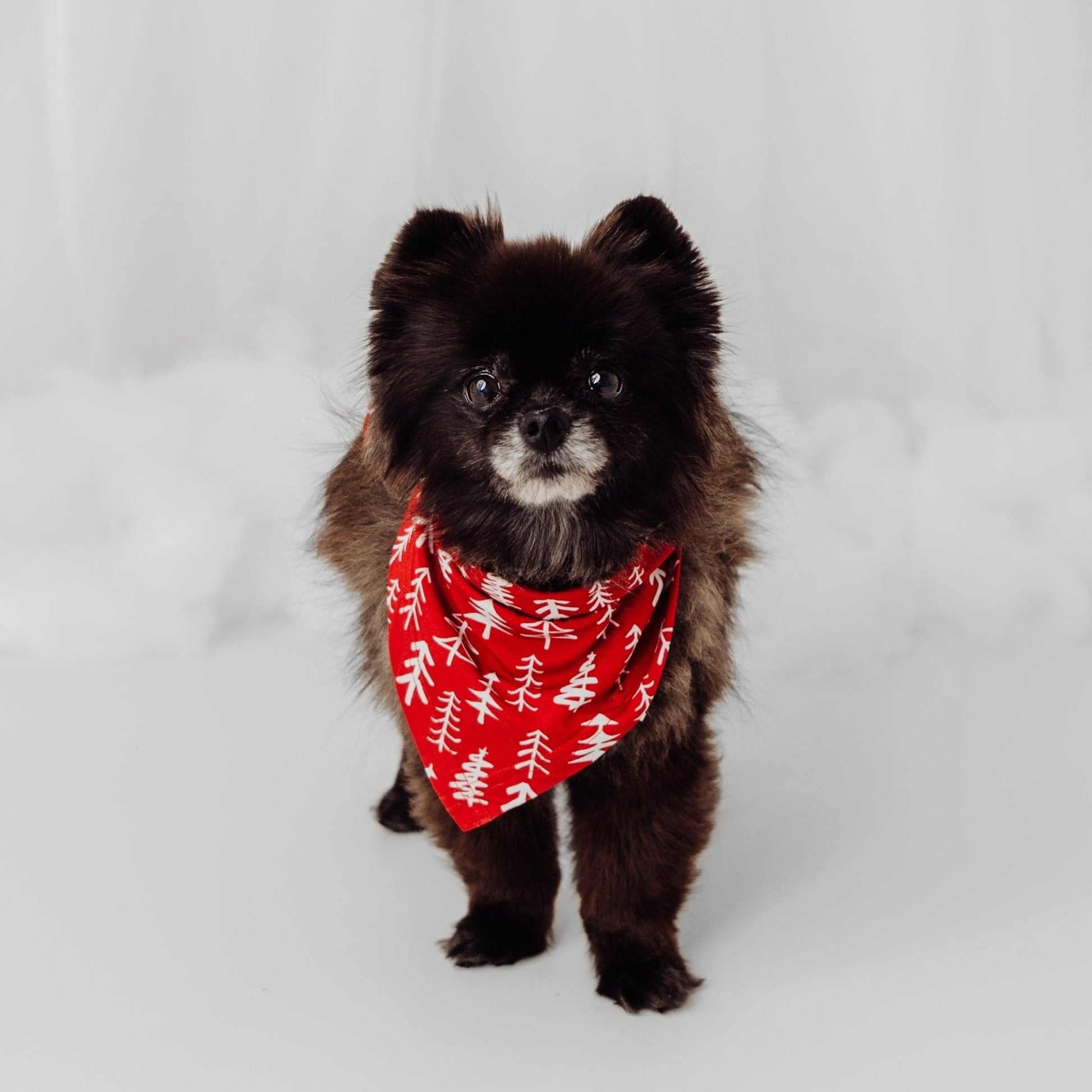 Pet Bandana in Holiday Trees - Bright Earth Apparel