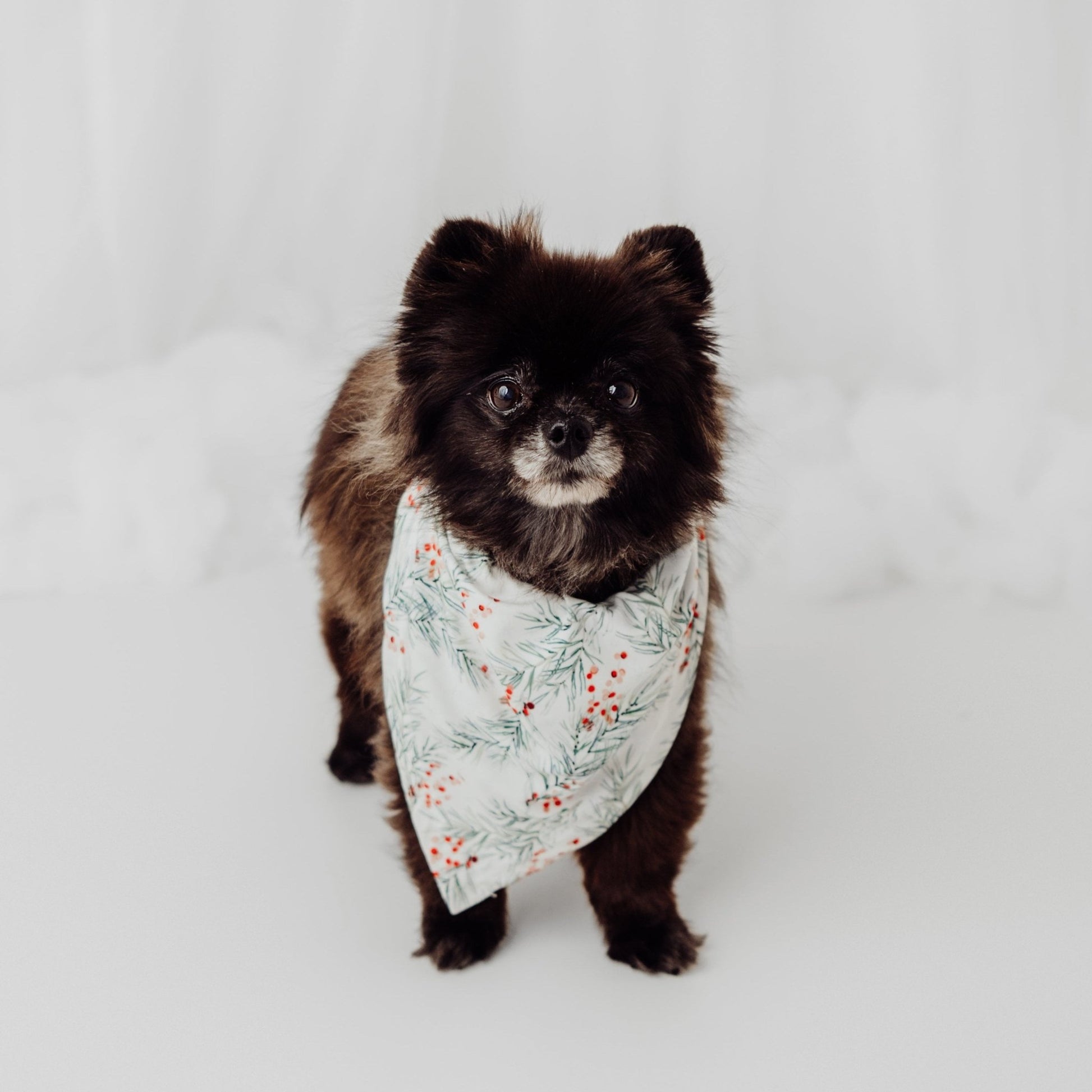 Pet Bandana in Holly Branches - Bright Earth Apparel