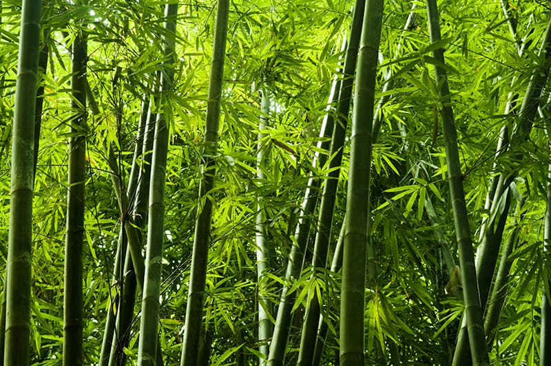 Why Mechanically Produced Bamboo Matters for Your Baby - Bright Earth Apparel
