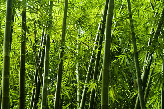 Why Mechanically Produced Bamboo Matters for Your Baby - Bright Earth Apparel
