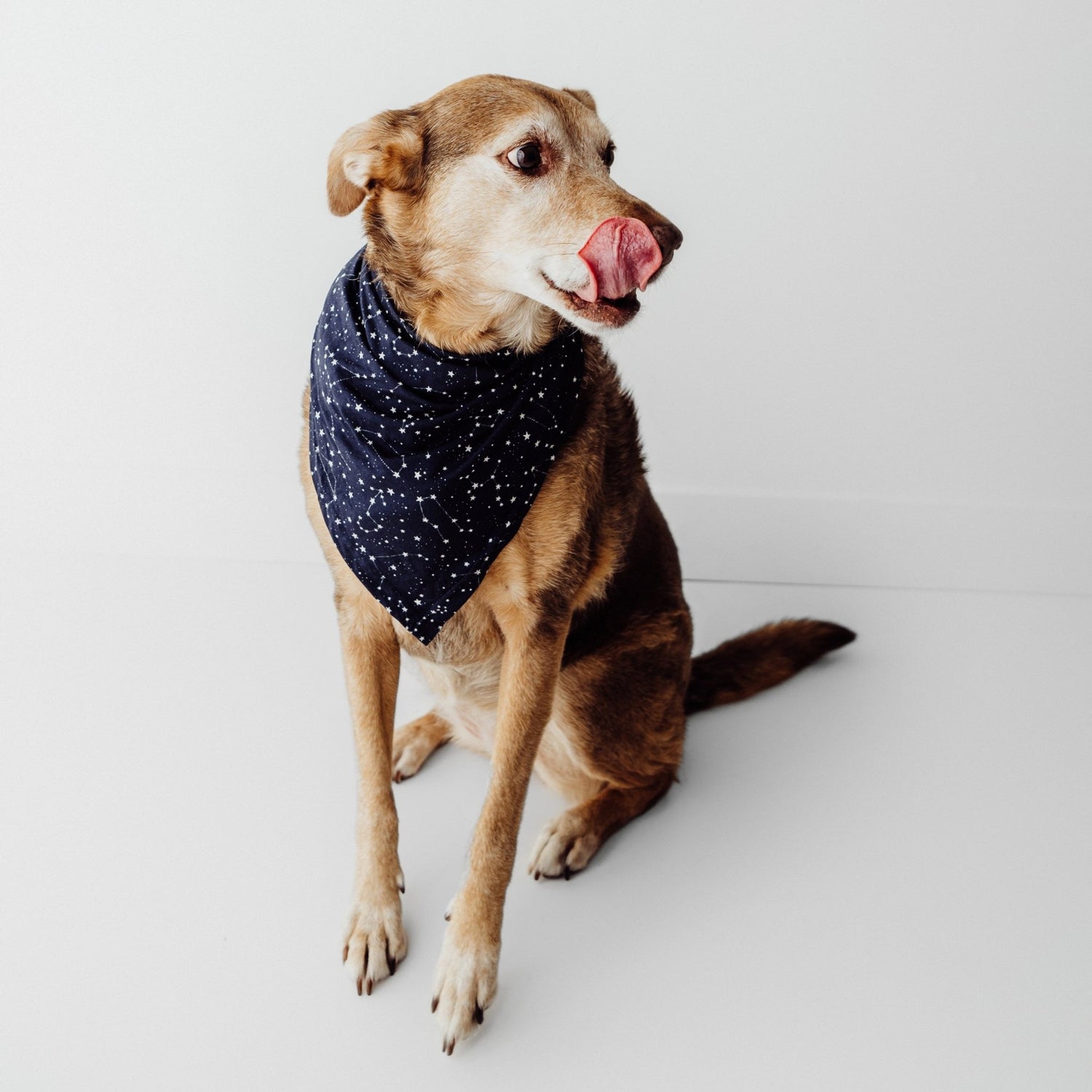 Pet Bandanas - Bright Earth Apparel